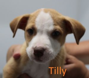 . Tilly .