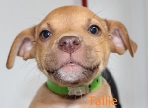 . Tallie .