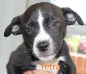 . Tetra .