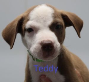 . Teddy .