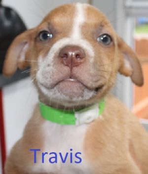 . Travis .