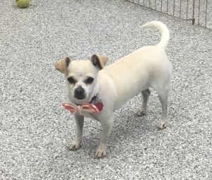 Photo of Daisy