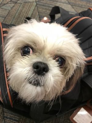 Photo of Scooter