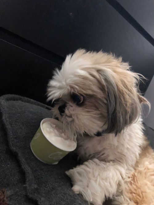 Photo of Scooter