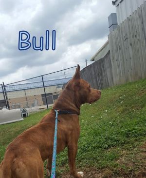. Bull .
