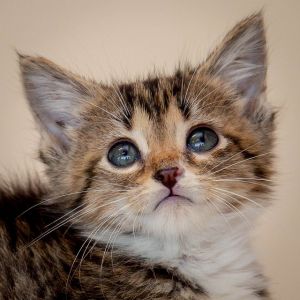 . Kittens - Various .