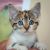 . Kittens - Various .