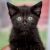 . Kittens - Various .