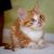 . Kittens - Various .