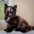 . Kittens - Various .