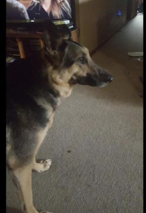 Photo of Artemis