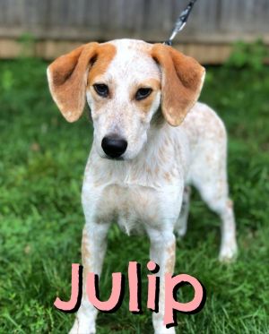 . Julip .