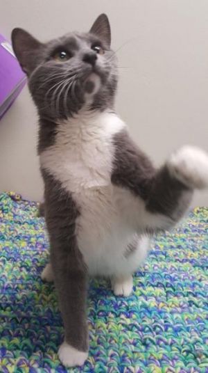 . Pawz .