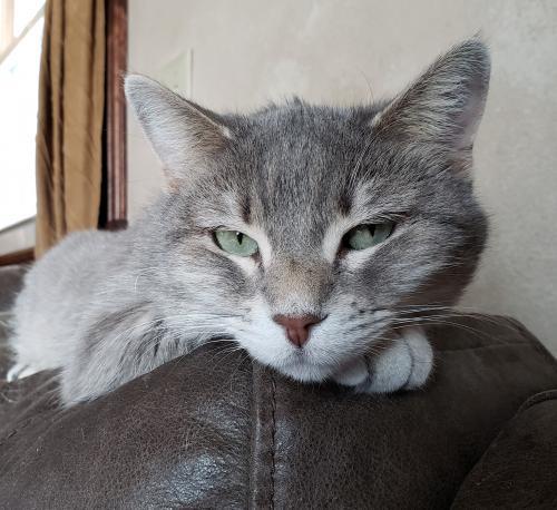 . Nikki .