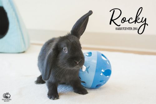 . Rocky .