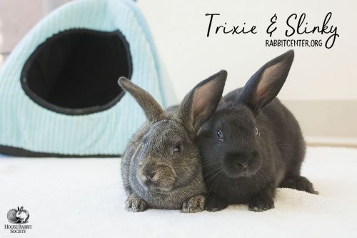 . Trixie & Slinky .