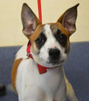 . Luna (Lupa)-P4P dog .