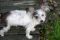 . ChiChi - MUST BE ONLY DOG .