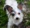 . ChiChi - MUST BE ONLY DOG .