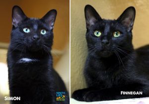 . Simon & Finnegan .