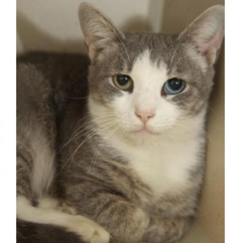 . Baby Blue aka DIXIE at Wyomissing PetSmart .