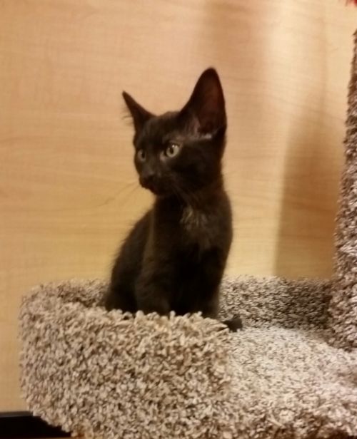 . Gizmo (black) at Pet Valu in Sinking Springs .
