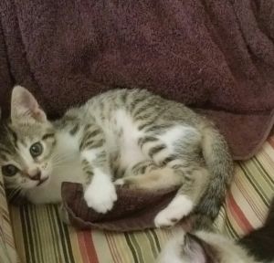 . Puddles-ADOPTED! .