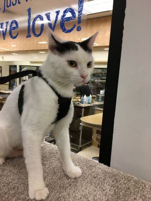 . Tessie-ADOPTED! .