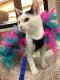 . Tessie-ADOPTED! .
