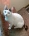 . Tessie-ADOPTED! .