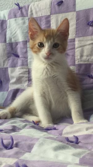 . Topper-ADOPTED! .