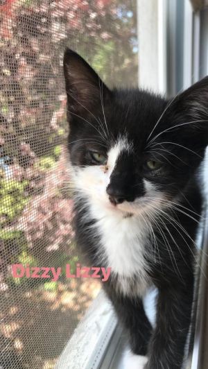 . Dizzy Lizzy .