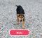http://photos.petfinder.com/photos/pets/41973609/2/?bust=1529637738&width=60&-pnt.jpg