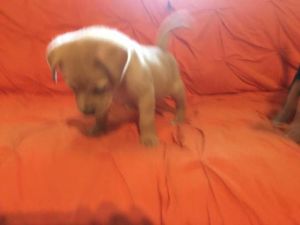 . Lola .