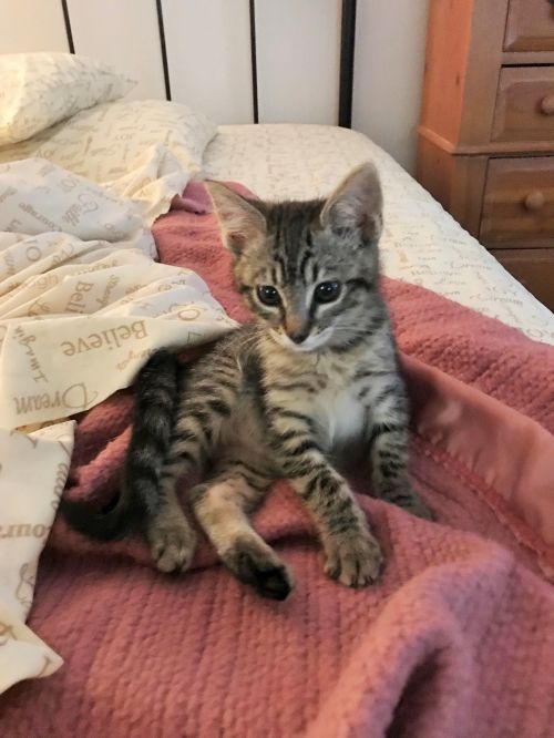 . Piper .