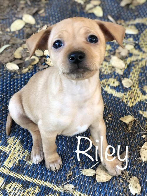 . RILEY .