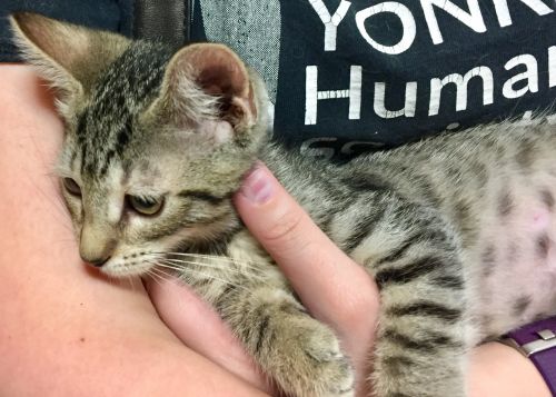 adopt bronx tails cat rescue