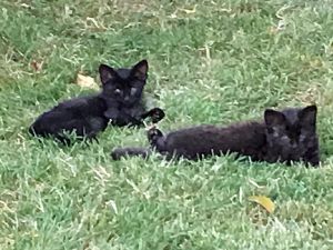 . Smoky & Blackie .