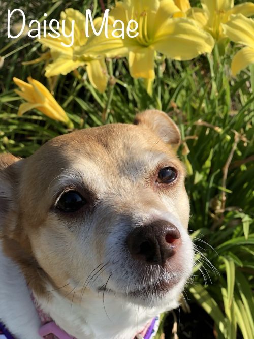 . DAISY MAE .