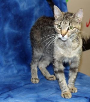 . Shelly *adopted* Petsmart .
