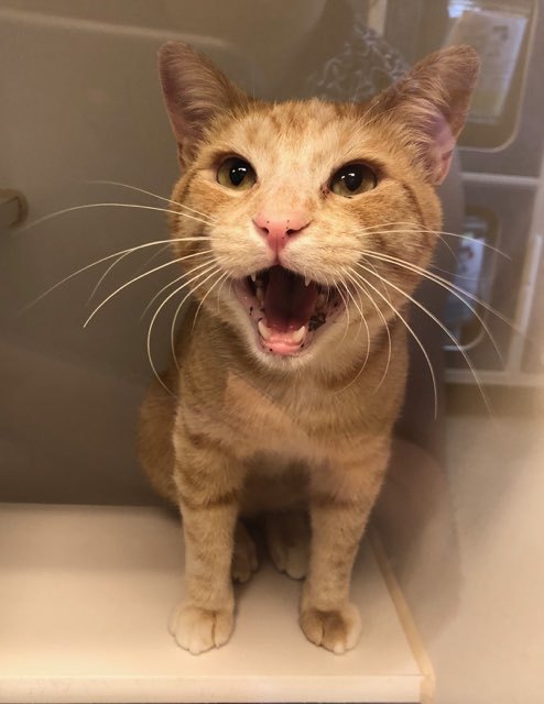 . Tomcat .