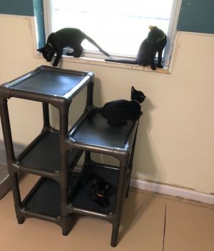 . Kittens .