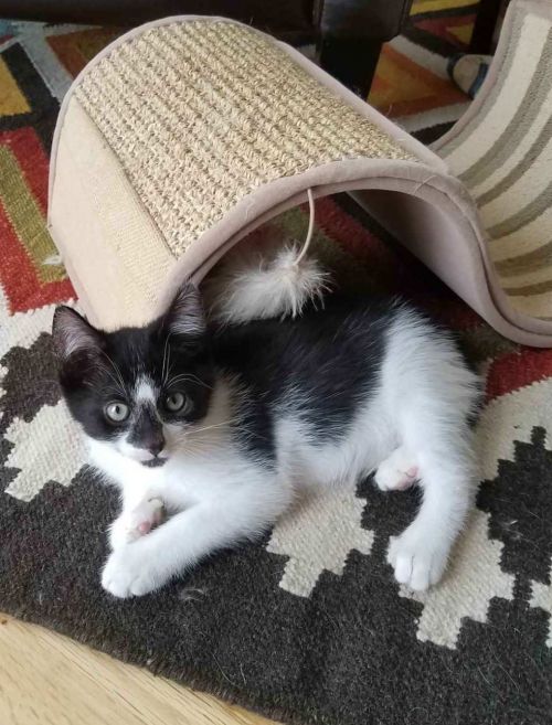. Oliver .