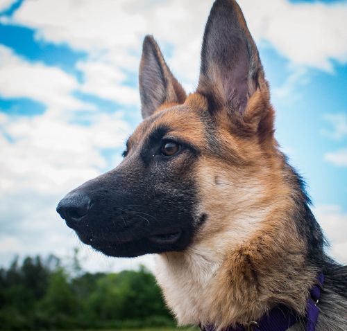 . Heidi .