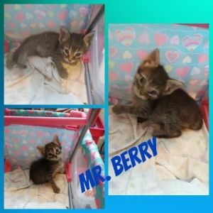 . Mr. Berry .