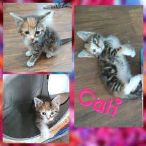 . Callie .