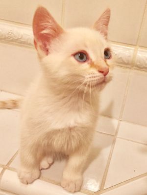 . Simon-ADOPTED! .