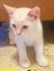 . Simon-ADOPTED! .