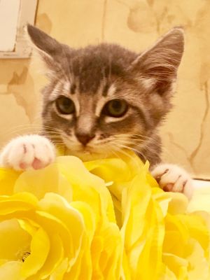 . Daisy-ADOPTED! .