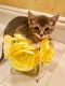 . Daisy-ADOPTED! .